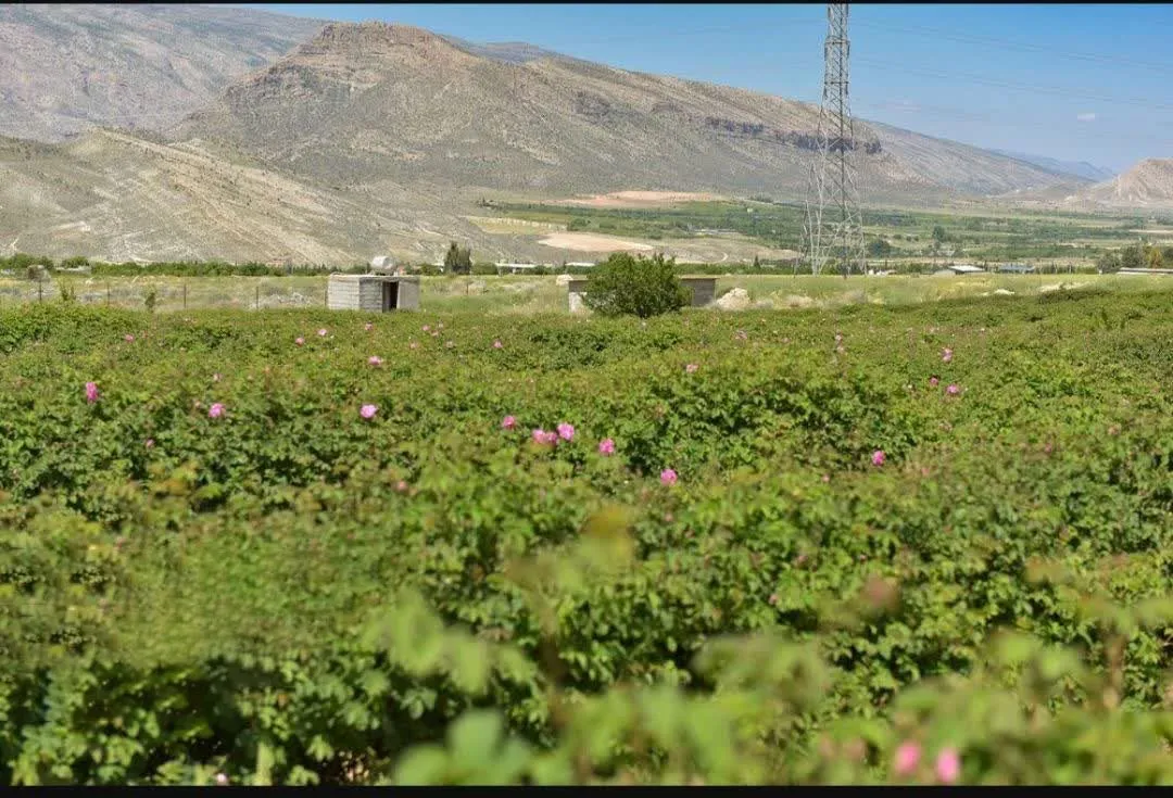 اردوی یک روزه میمند